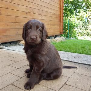 Retriever (Flat-Coated)