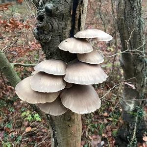 Oyster Mushroom