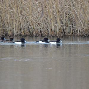 Tufted Duck