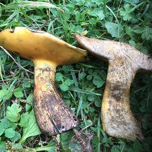 Grey Larch Bolete