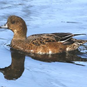 Eurasian Wigeon