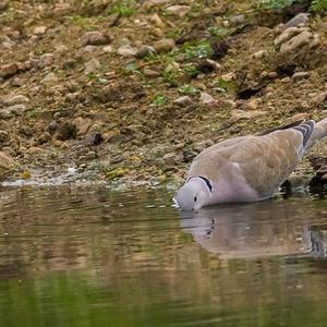 Eurasian Collared-dove