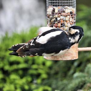 Great Spotted Woodpecker