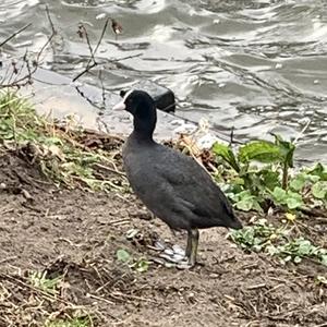 Common Coot