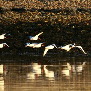 Eurasian Oystercatcher