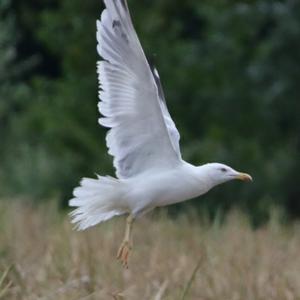 Herring Gull