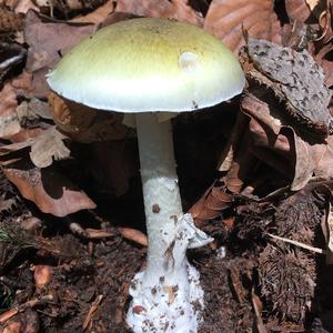 Death Cap