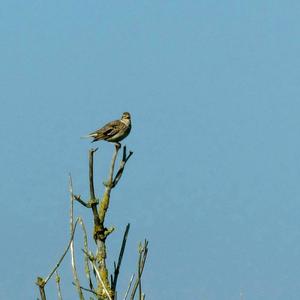 Eurasian Skylark