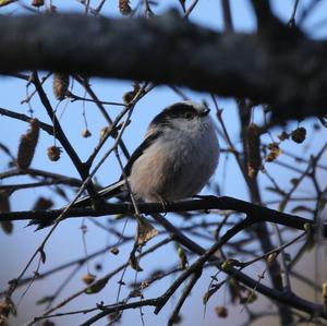 Long-tailed Tit