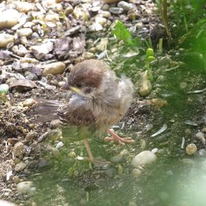 Eurasian Tree Sparrow