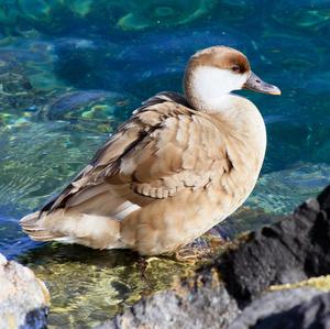 Red-crested Pochard