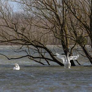 Höckerschwan