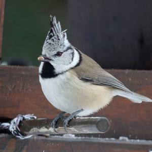 Crested Tit