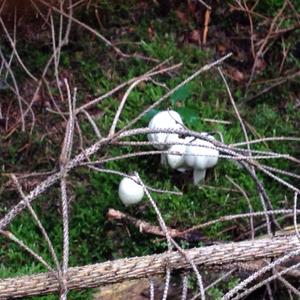 Horse Mushroom