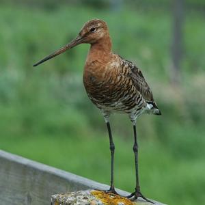 Black-tailed Godwit