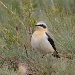 Northern Wheatear