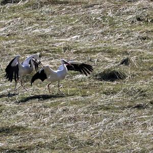 White Stork