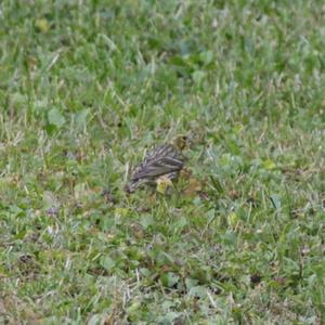 Yellowhammer