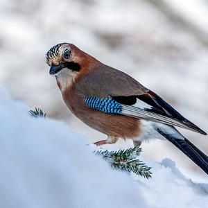 Eurasian Jay