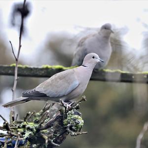 Eurasian Collared-dove