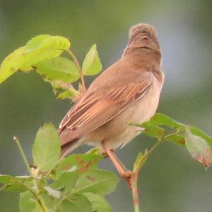 Common Whitethroat