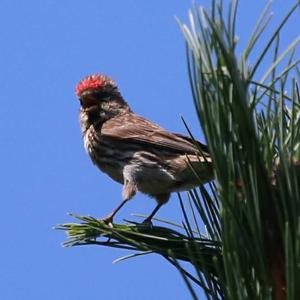 Common Redpoll