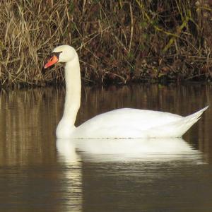 Höckerschwan