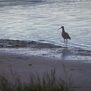 Eurasian Curlew