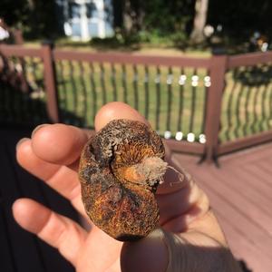 Unknown Species