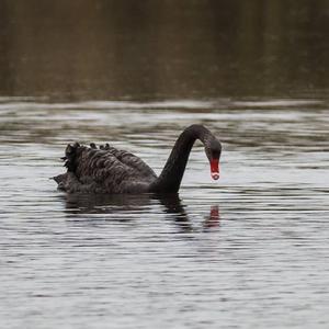 Black Swan