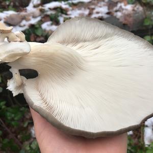 Oyster Mushroom