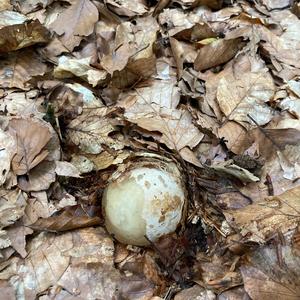 Stinkhorn, Common