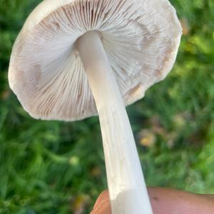 Smooth Volvariella