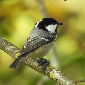 Coal Tit