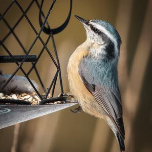 Red-breasted Nuthatch