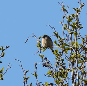 Spotted Flycatcher