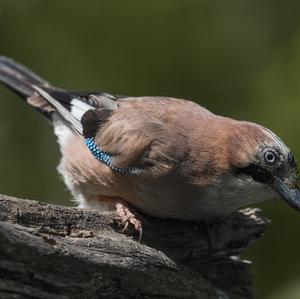 Eurasian Jay