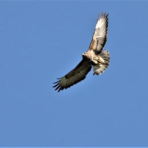 Common Buzzard