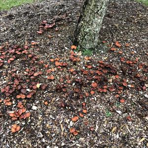 Blackening Wax-cap