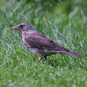 Fieldfare