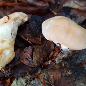 Hedgehog Fungus, Common