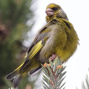 European Greenfinch