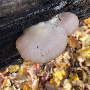 Oyster Mushroom