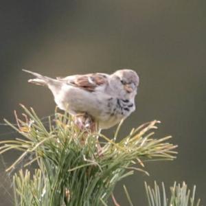 House Sparrow