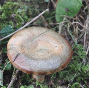 False Saffron Milk Cap