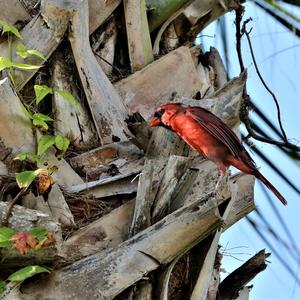 Northern Cardinal