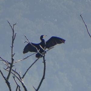 Great Cormorant