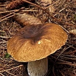 Summer Bolete