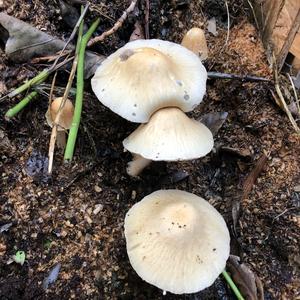 Spring Agrocybe