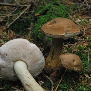 Bitter Bolete